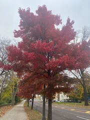 red tree in autumn on a path