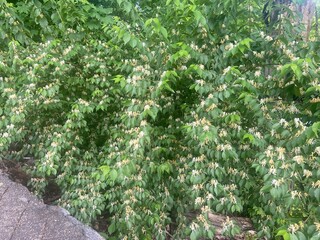 green and yellow honeysuckle foliage