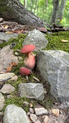 red mushroom in the forest