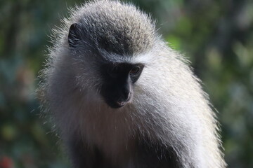 Vervet monkey chlorocebus pygerythrus, south africa, africa