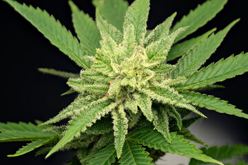 Macro detail of the resin excretion of a White Widow cannabis flower