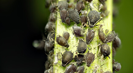Ultra macro detail of an aphid infestation on the branch of a Viburnum Opulus