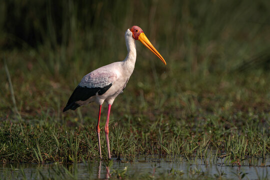 Yellow-billed stork close up seen in the Okavango Delta on safari in Botswana