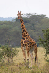 Rothschilds giraffe (Giraffa camelopardalis camelopardalis)