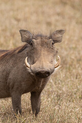 Warthog (Phacochoerus africanus) portrait