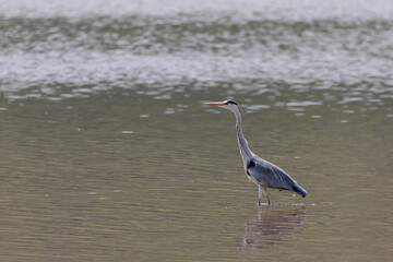 Grey heron (Ardea cinerea) fishing in a lake
