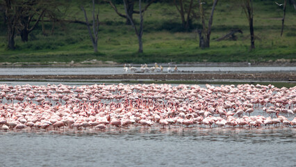 Flock of lesser flamingo (Phoeniconaias minor) in Lake Nakuru