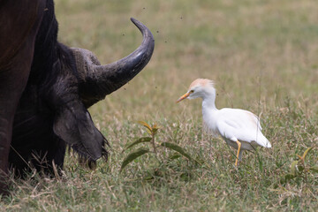 western cattle egret (Ardea ibis) feeding on flies from African buffalo (Syncerus caffer)