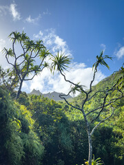 Beautiful tropical landscape along Lalalau Trail, Kauai, Hawaii, USA against blue sky with clouds