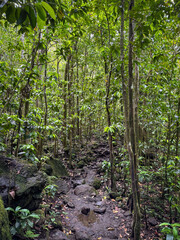 Fototapeta premium Hanakapiai Valley hiking Trail on the island of Kauai, Hawaii, USA with lush vegetation