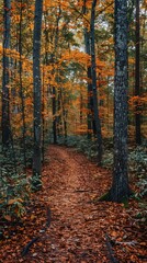 Obraz premium Winding path through an autumn forest 