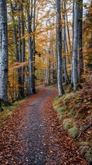 Fototapeta premium Winding path through an autumn forest 