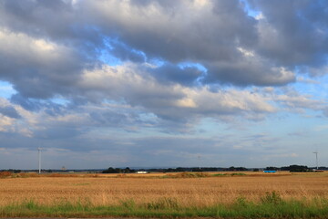 Summer wheat field. V&auml;sterg&ouml;tland, Sweden, Scandinavia, Europe.