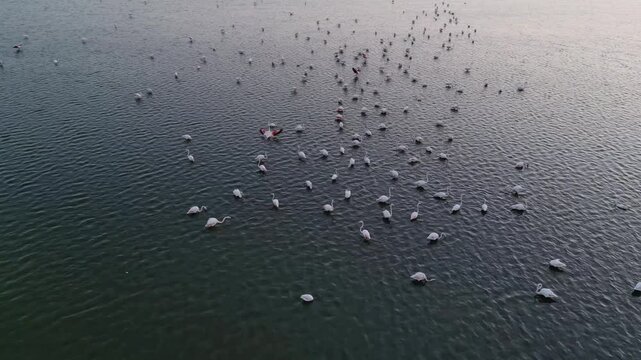 Aerial Pink Flamingos in Their Natural Environment 4K Stock Video