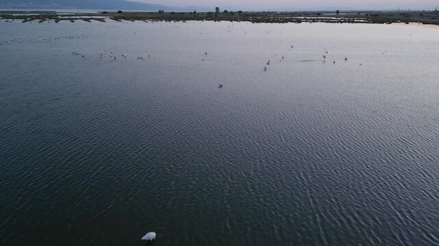 Aerial Pink Flamingos in Their Natural Environment 4K Stock Video
