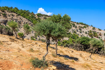 A tree is growing on a hillside with a clear blue sky above