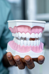 Orthodontist hygienist dentist holding jaw model