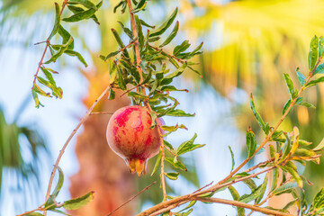 Red ripe pomegranate fruits grow on pomegranate tree in a garden, ready for harvest. Punica granatum fruit. Organic agriculture.