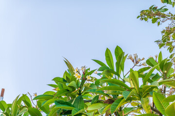 Plumeria, white. Commonly known as plumeria, Frangipani, Temple tree.