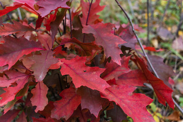 Close up of red Oak leaves changing colors in the fall in Carpathians, Ukraine