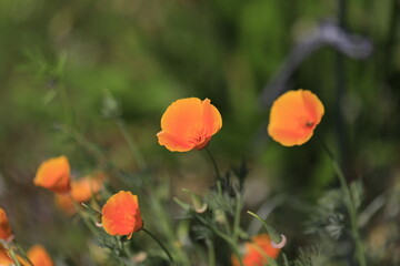 Fototapeta premium ポピー