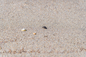 Small crab on a beach