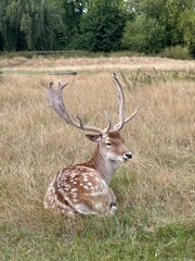 deer in the grass