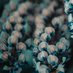 buddyflower