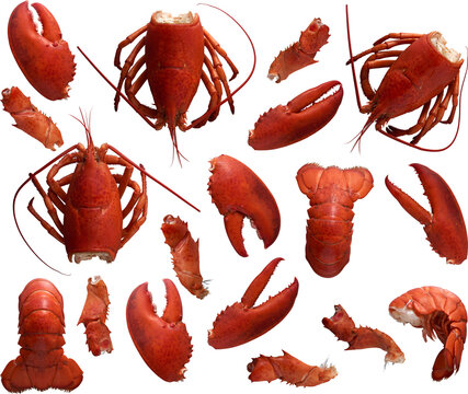 Lobster parts collection - Ready to use Premium PNG Cutout isolated image
