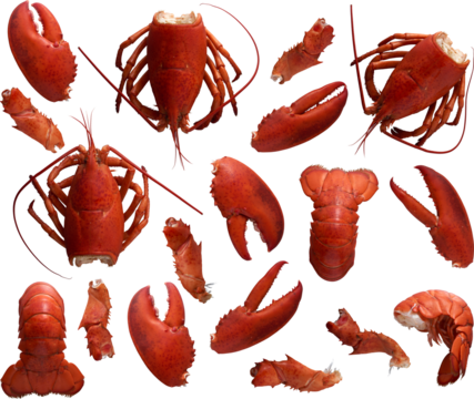 Lobster parts collection - Ready to use Premium PNG Cutout isolated image