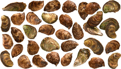 Oyster shells collection - Ready to use Premium PNG Cutout isolated image.