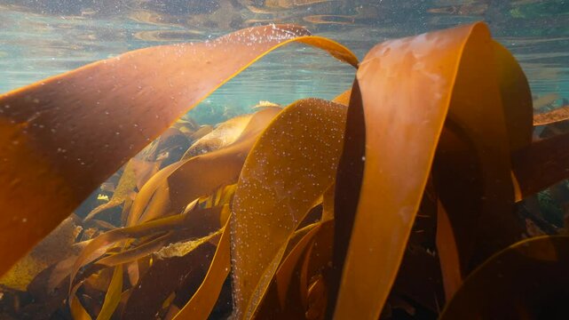 Foliage of kelp algae underwater below water surface in the Atlantic ocean (furbellow Saccorhiza polyschides), natural scene, Spain, Galicia, Rias Baixas