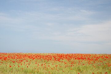 Red poppy field