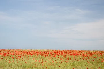 Fototapeten Red poppy field © Andrii Salivon