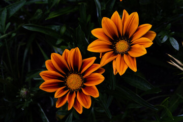 orange flower in the garden.

Butchart Gardens 