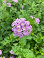 purple flower closeup
