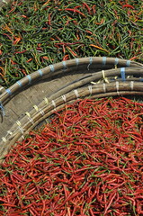 A spicy tapestry of red and green chili peppers sold in traditional markets. The chilis are arranged in baskets, forming a colorful and textured pattern.








