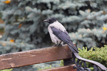 Raven sitting on a bench in a city park