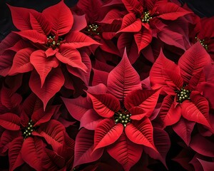 Holiday Red Poinsettias, Christmas background
