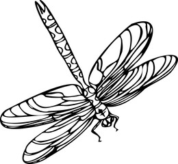 dragonfly illustration