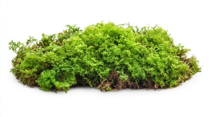 Obraz premium Green moss isolated on a white background.