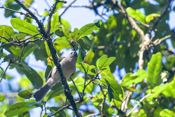 Underside of the Tufted Titmouse Bird Perched on a Branch in Audubon Park, New Orleans, LA, USA