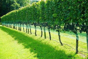 vineyard at the winery