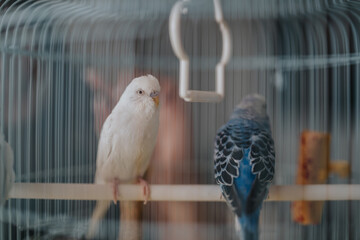 Close-up of two budgies, one white and one blue, perched inside a birdcage. The image captures the serene atmosphere and detailed plumage of the birds.