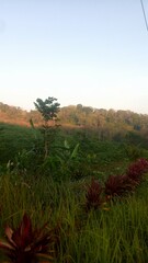 tree in the mountains