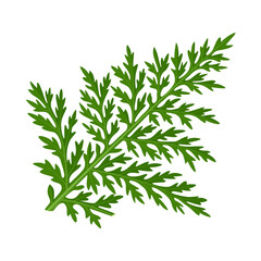 Illustration of Artemisia afra leaf, commonly known as mugwort or African wormwood, isolated on white background.