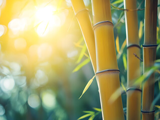 Sunlight filtering through bamboo stalks.  