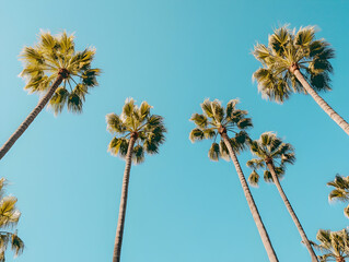 Obraz premium Tall palm trees swaying against a clear blue sky.