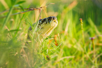Carpet Pythons are large, non-venomous snakes native to Australia and New Guinea. They are known for their beautiful, patterned scales, which resemble carpets.