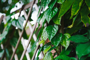 Vibrant green leaves climbing on a wooden lattice, showcasing the beauty of nature in close-up. Ideal for themes of growth and harmony in gardens or natural settings.